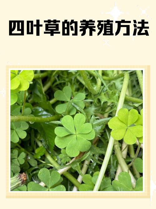 四叶草放卧室怎么样？了解四叶草在卧室的养护要点
