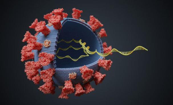 BF.7毒株或成未来全球主流，cz02毒株情况如何？