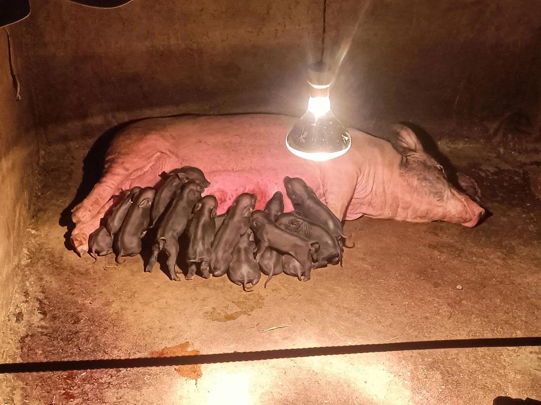 6000 头自繁自养场养猪人分享成功拔牙及猪肉高铁运输经验