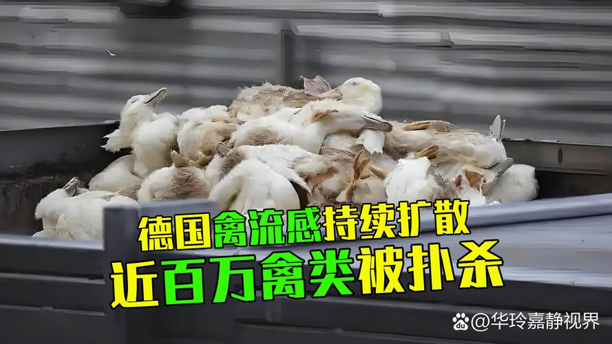 全球最严重禽流感疫情来袭，多国大规模扑杀家禽受影响